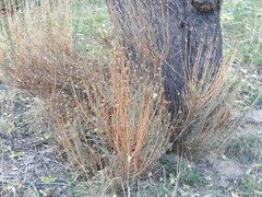 Santolina rosmarinifolia