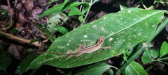 Anolis tropidolepis