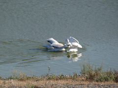 Pelecanus erythrorhynchos