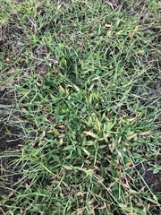 Digitaria longiflora