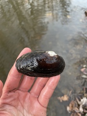 Strophitus undulatus