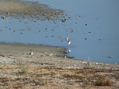 Recurvirostra americana