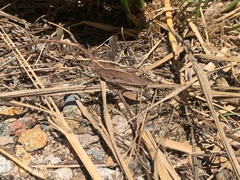 Xyleus discoideus rosulentus