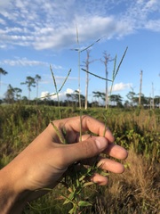 Digitaria longiflora