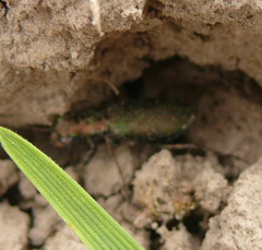 Cylindera germanica