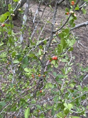 Schaefferia cuneifolia