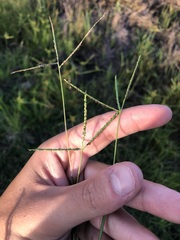 Digitaria longiflora