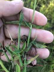 Digitaria longiflora