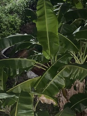 Musa acuminata