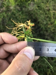 Digitaria longiflora