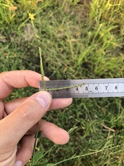 Digitaria longiflora