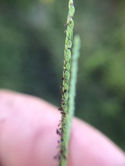 Digitaria longiflora