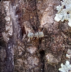 Cephalotes borgmeieri