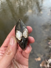 Strophitus undulatus