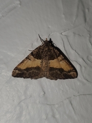 Frederickia hypaethrata