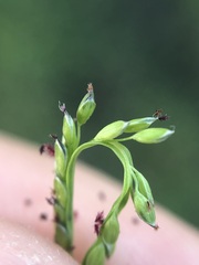 Digitaria longiflora