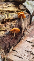 Galerina marginata