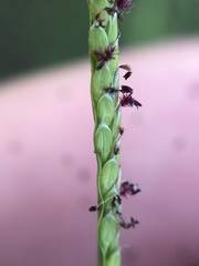 Digitaria longiflora