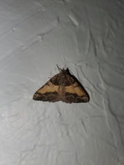 Frederickia hypaethrata