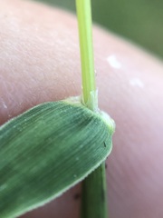 Digitaria longiflora
