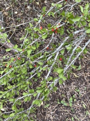 Schaefferia cuneifolia