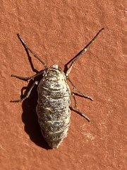 Operophtera bruceata