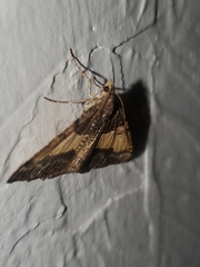 Frederickia hypaethrata