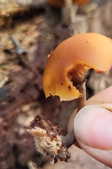 Galerina marginata