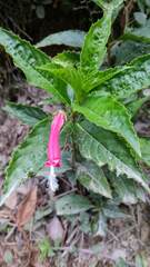 Centropogon cornutus