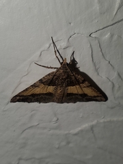 Frederickia hypaethrata