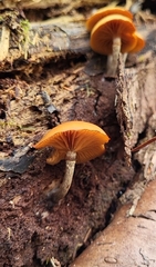 Galerina marginata