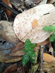 Hypoestes phyllostachya
