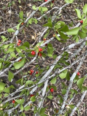 Schaefferia cuneifolia