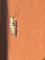 Operophtera bruceata