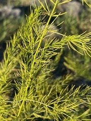 Asparagus officinalis