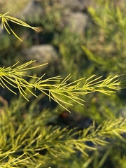 Asparagus officinalis
