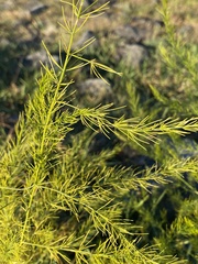 Asparagus officinalis