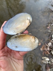 Strophitus undulatus