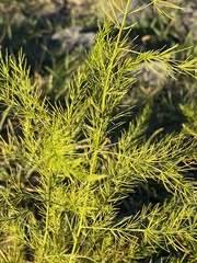Asparagus officinalis