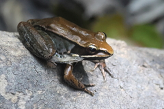 Lithobates maculatus