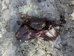 Petrolisthes cinctipes