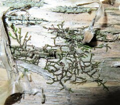 Frullania eboracensis