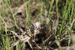 Heliopetes omrina
