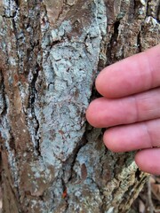 Lecanora thysanophora