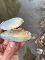 Strophitus undulatus