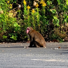 Macaca fuscata fuscata