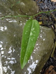 Smilacaceae