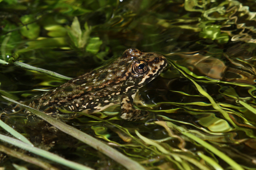 iNaturalist observation photo of Sierra Nevada Yellow-legged Frog