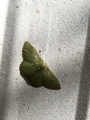 Nemoria lixaria