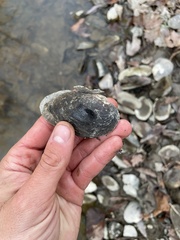 Alasmidonta undulata